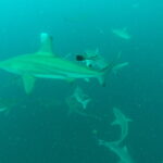 Aguhlas Diving Center, Umkomaas: The Bast Base for Shark Dive
