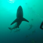 Baited Shark Dive in Umkomaas, South Africa: Face to Face with the Ocean’s Apex Predator
