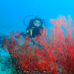 Scuba Diving in Okinawa, Japan: dives you can’t miss