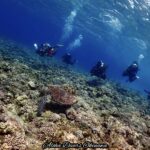 Aloha Divers Okinawa: A Honest Review of the diving center on the island
