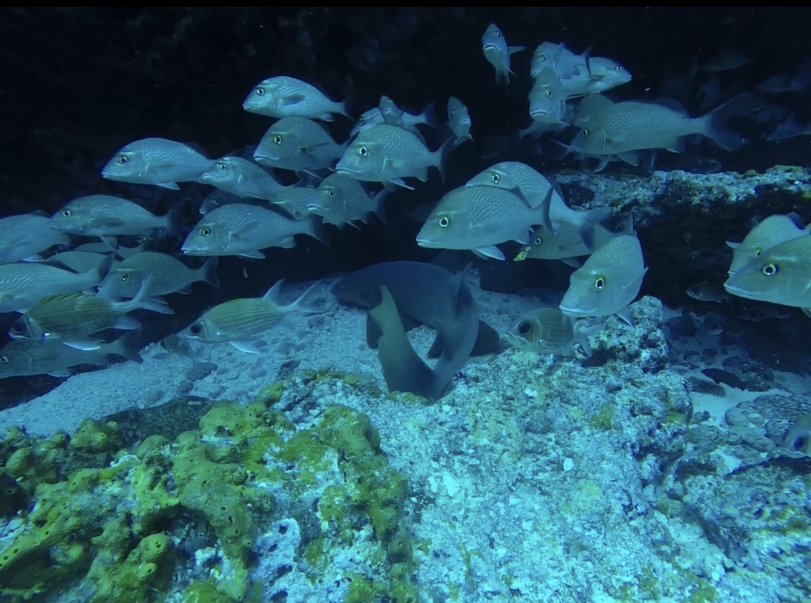 Shark Diving In Fernando De Noronha Brazil A Wild Underwater Paradise Shark Diving In Fernando De Noronha Brazil A Wild Underwater Paradise