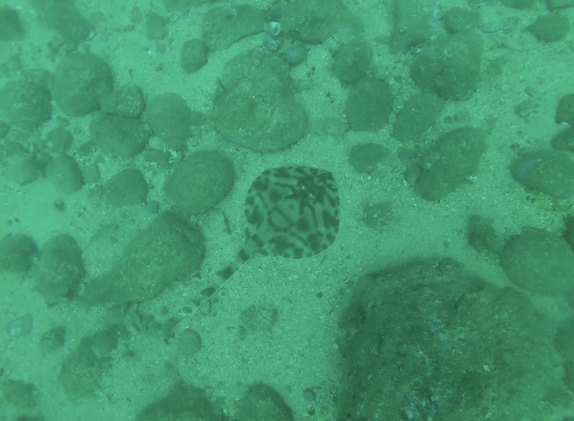 Nautilus Diving Dakar